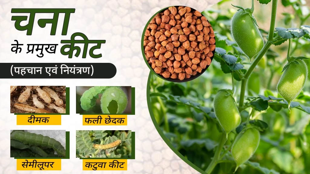 चना के प्रमुख कीट: जानें कैसे करें पहचान एवं उनका नियंत्रण