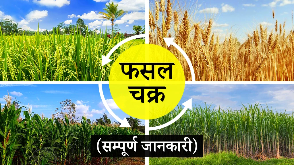 फसल चक्र क्या है? जानें सॉइल हेल्थ के लिए क्यों है ये जरुरी