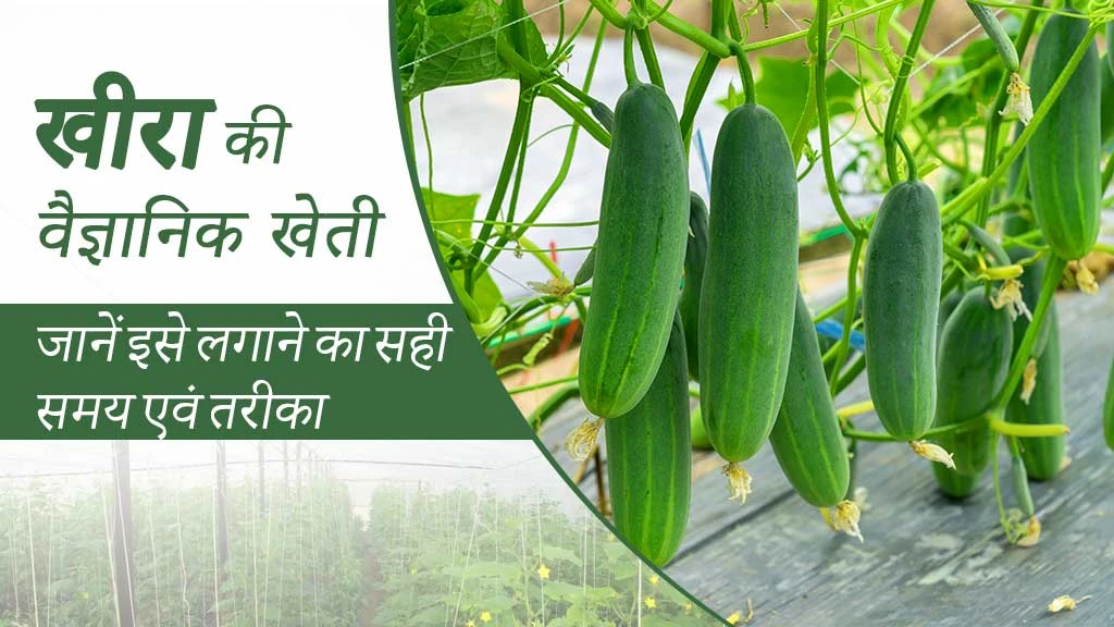 खीरा की वैज्ञानिक खेती: जानें इसे लगाने का सही समय एवं तरीका