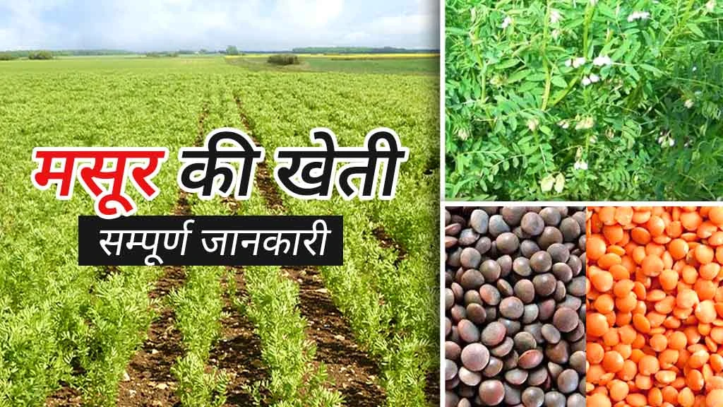 मसूर की खेती: जानें मिट्टी की तैयारी एवं फसल की बुआई से लेकर कटाई तक की पूरी प्रक्रिया