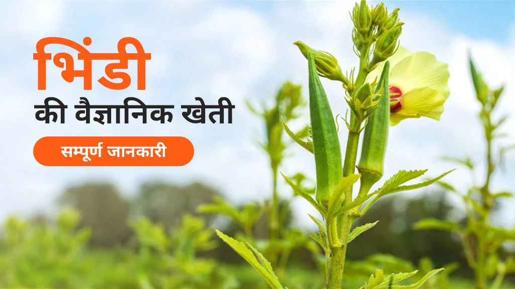 भिंडी की वैज्ञानिक खेती: जानें मिट्टी की तैयारी से लेकर फल की तुड़ाई तक की पूरी प्रक्रिया