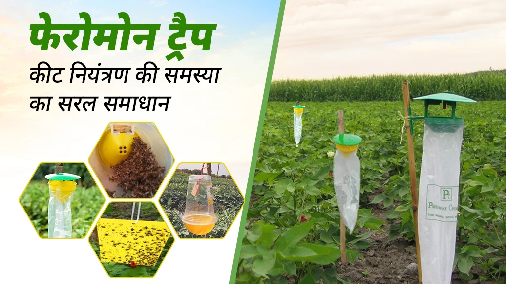 फेरोमोन ट्रैप: कीट नियंत्रण की समस्या का किफायती एवं सरल समाधान