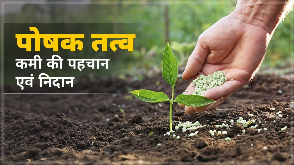 जानें कैसे करें फसलों में पोषक तत्वों की कमी की पहचान एवं उनका निदान