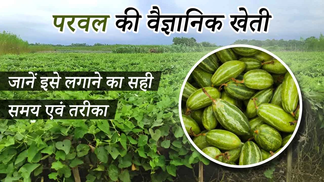 परवल की वैज्ञानिक खेती: जानें इसे लगाने का सही समय एवं तरीका