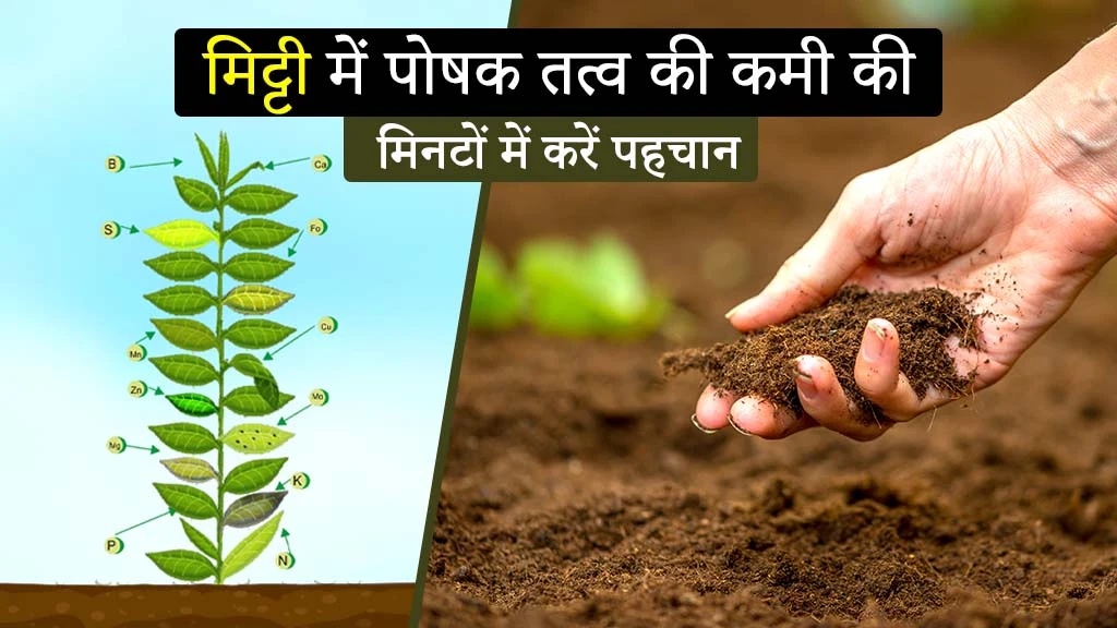 मिट्टी में पोषक तत्व की कमी की मिनटों में करें पहचान! जानें तरीके
