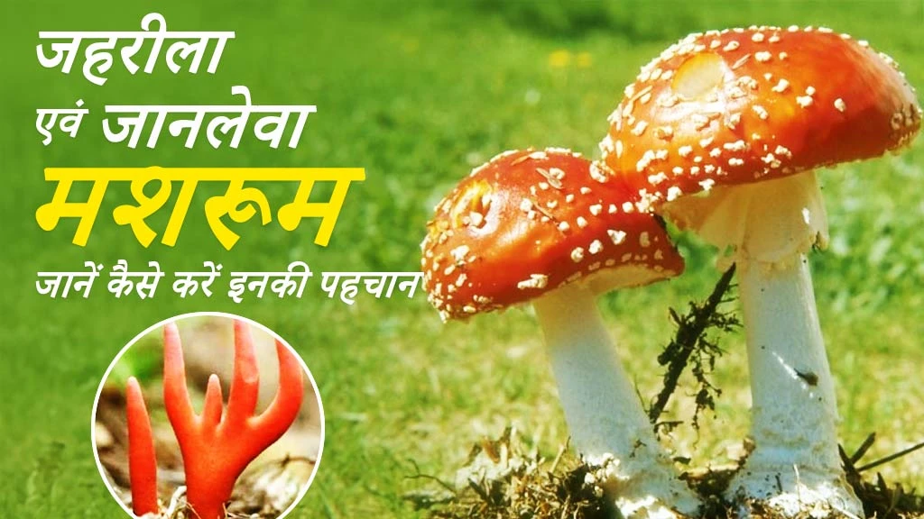 सावधान! भूलकर भी ना खाएं ये मशरूम, इसका सेवन है जानलेवा