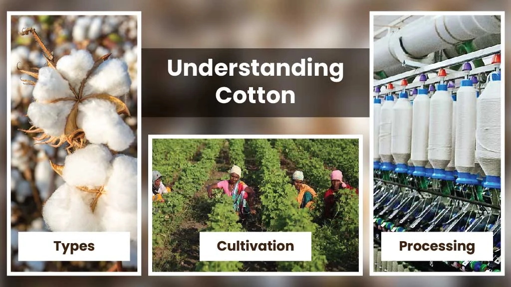 Different Types of Cotton: The Cultivation & Processing Method