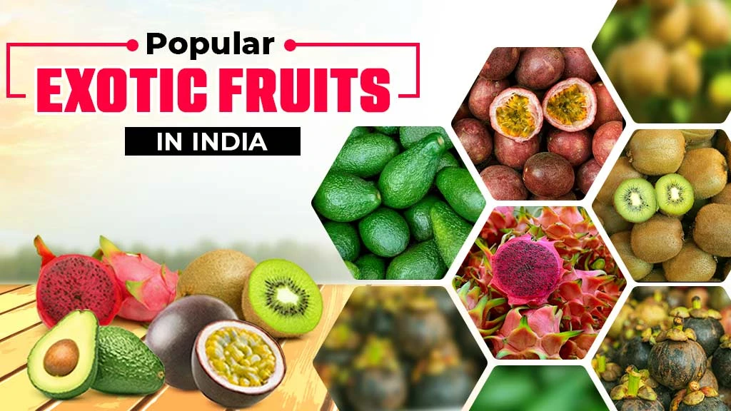 How to Cultivate Exotic Fruits? Scope & Popular Exotic Fruits