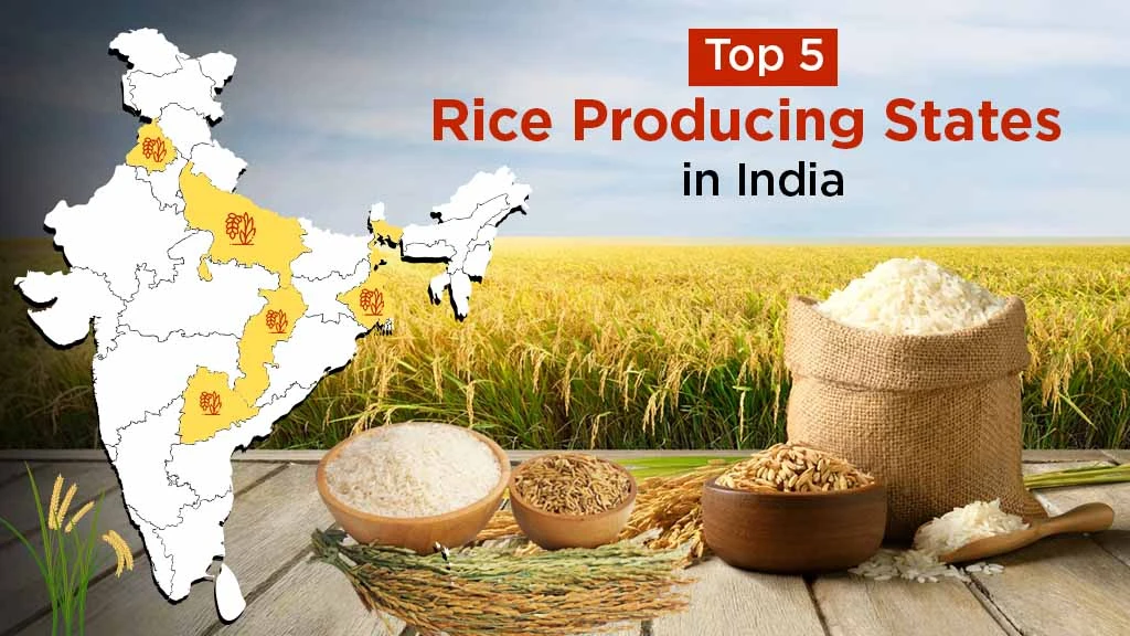 Top 5 Rice Producing States in India 2025