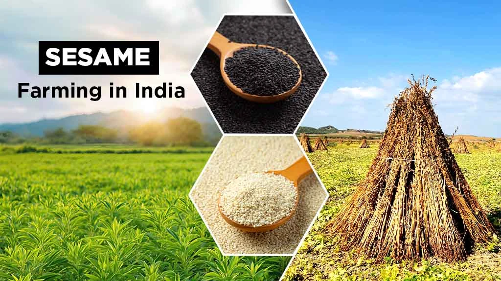 Sesame Farming in India: A Comprehensive Guide