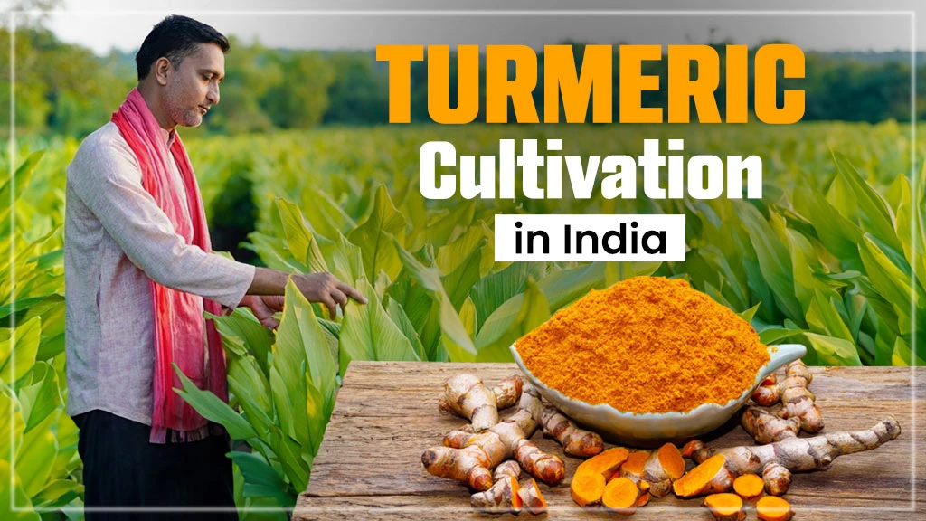 Turmeric cultivation in India