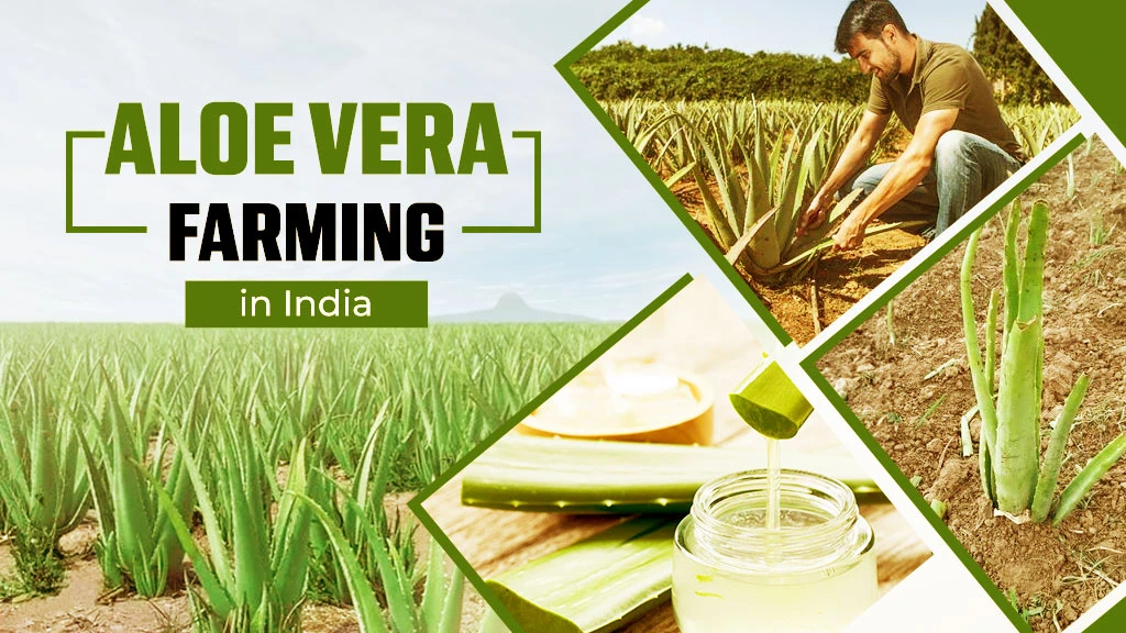Aloe Vera Farming in India