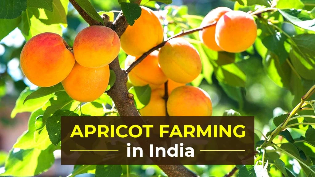 How to Start Apricot Farming in India: Its Cultivation Process, Varieties and Benefits