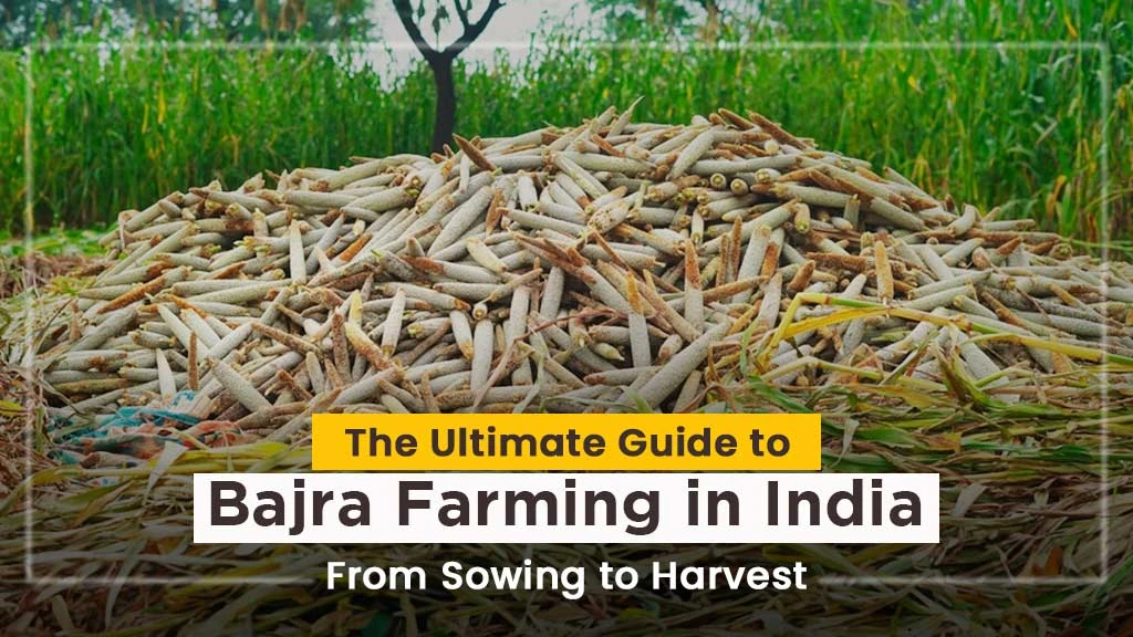 The Ultimate Guide to Bajra Farming in India: From Sowing to Harvest