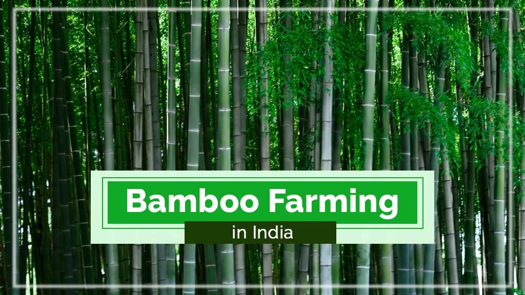 Bamboo Farming in India