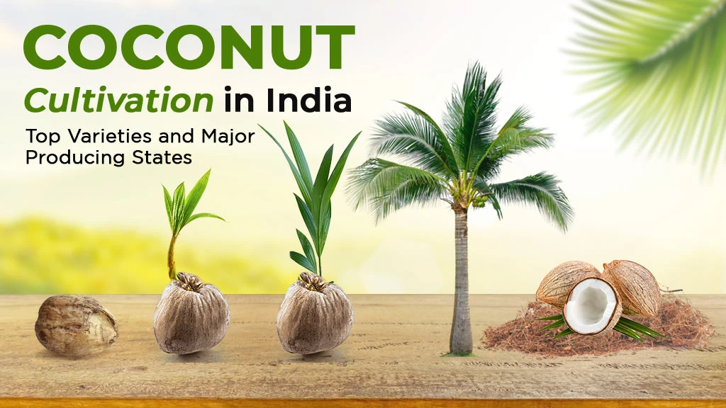 Coconut Cultivation in India: Top Varieties and Major Producing States