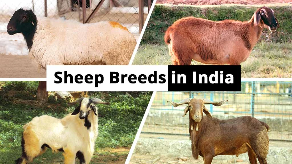 Complete List of Top Sheep Breeds in India 2025