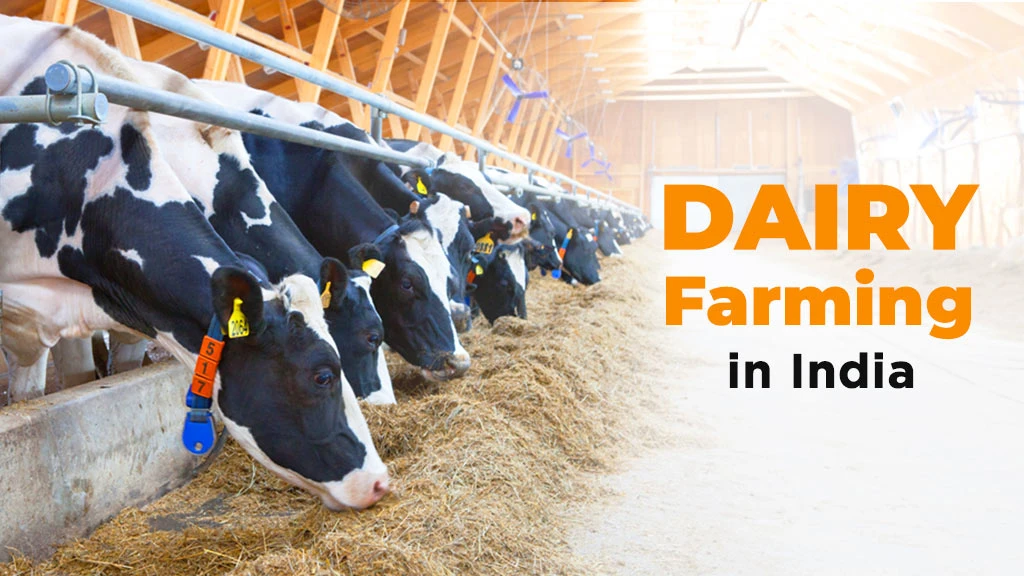 Dairy Farming in India: A Window to Farmer’s Prosperity