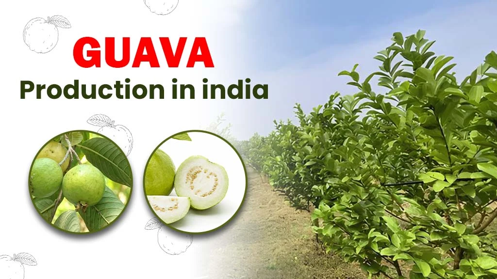 Guava Production in India: Benefits and Step-by-Step Cultivation Process