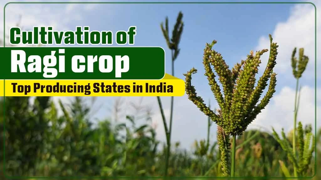 Exploring the Cultivation of Ragi Crop: Top Producing States in India