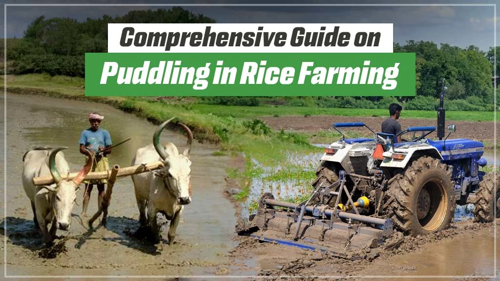 A Comprehensive Guide on Puddling in Rice Farming: