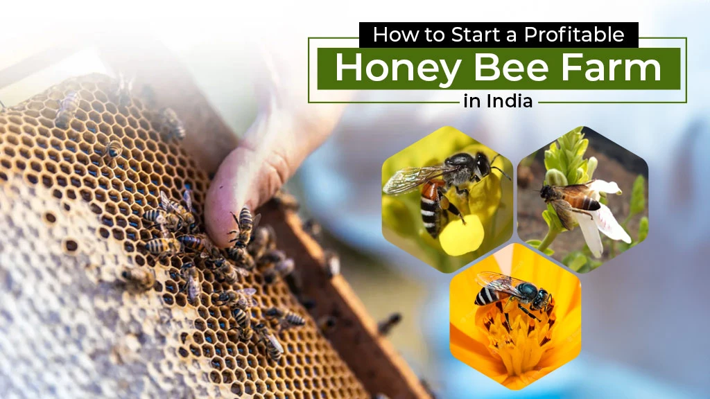 How to Start a Profitable Honey Bee Farm in India?