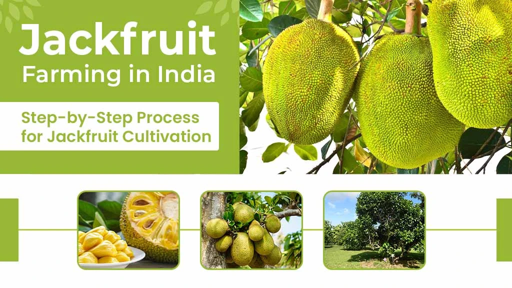 Jackfruit Farming in India – Step-by-Step Process for Jackfruit Cultivation