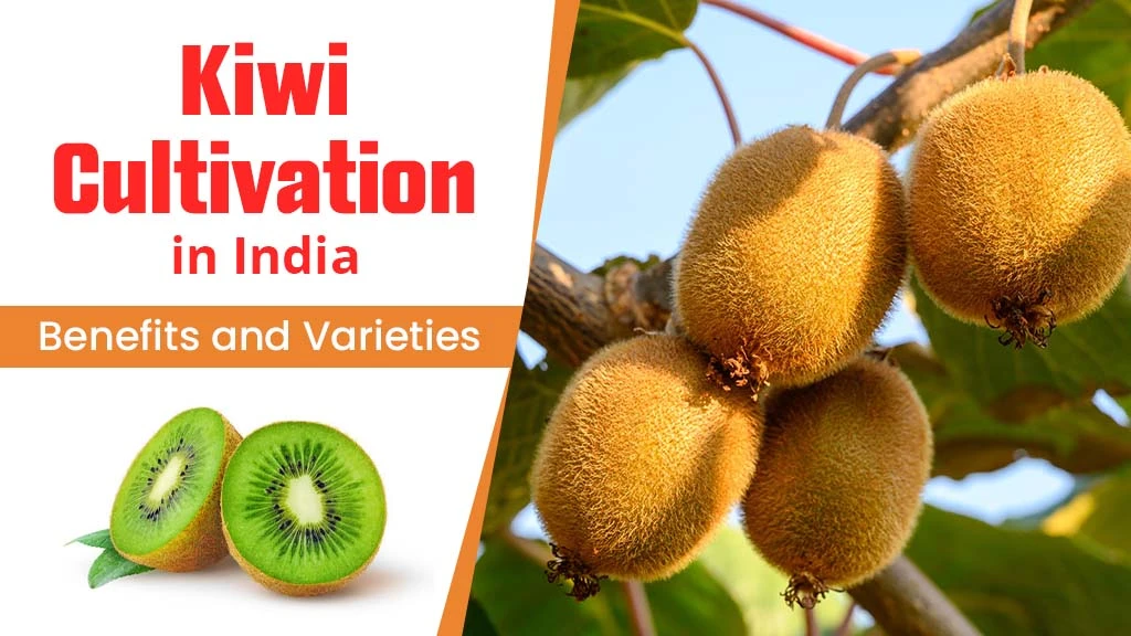 Kiwi Cultivation in India: Benefits and Varieties