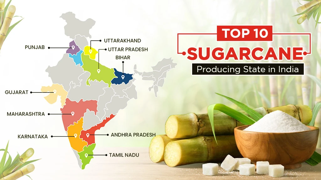 Top 10 Sugarcane Producing States in India in 2025