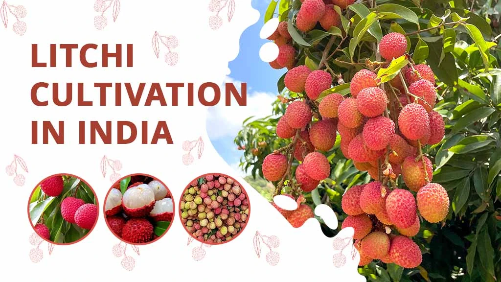 Litchi Cultivation in India: How to Grow and the Top Litchi Producing States