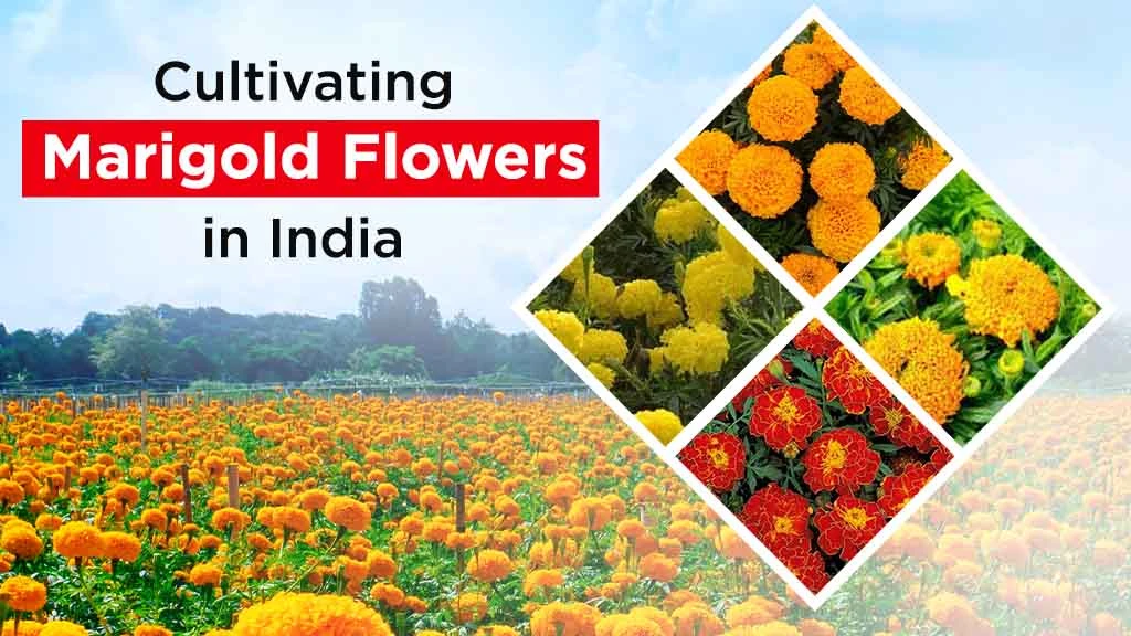 Cultivating Marigold Flowers in India: Its Importance & Varieties