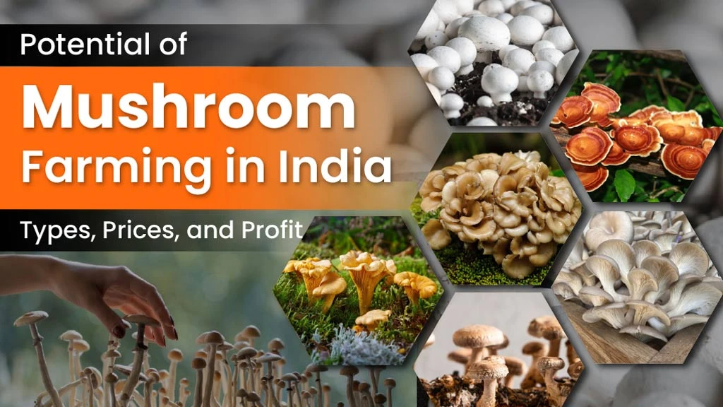 Potential of Mushroom Farming in India: Types, Prices, and Profit