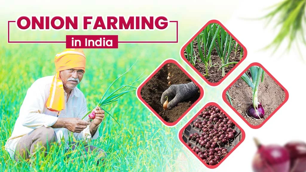 Onion Farming in India: A Profitable Horticulture Crop to Grow in India