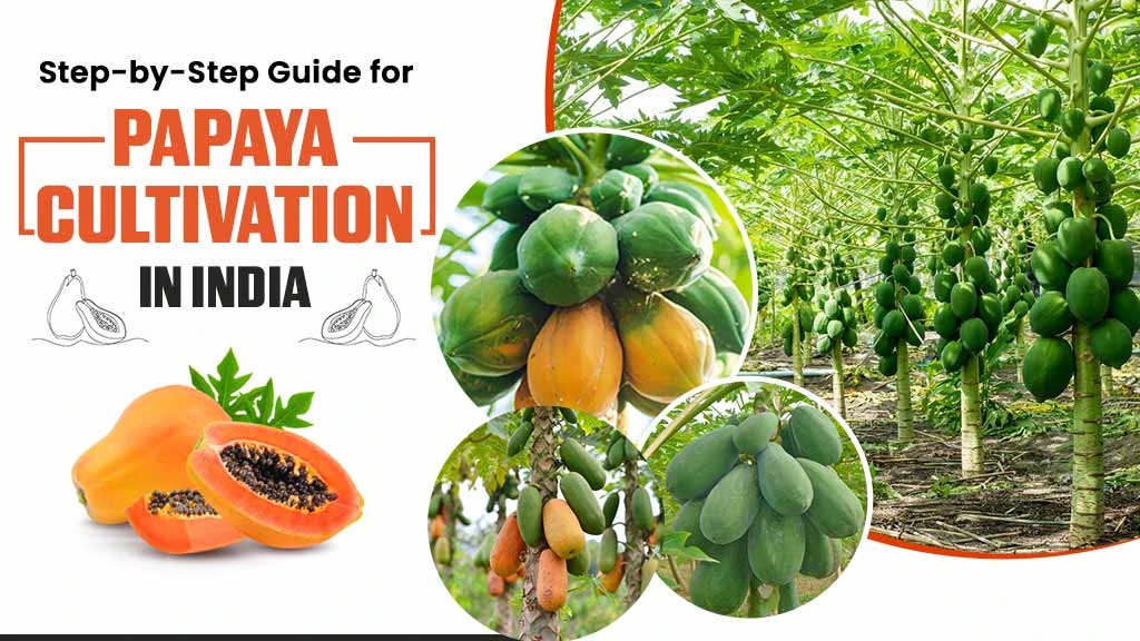 Step-by-Step Guide for Papaya Cultivation in India