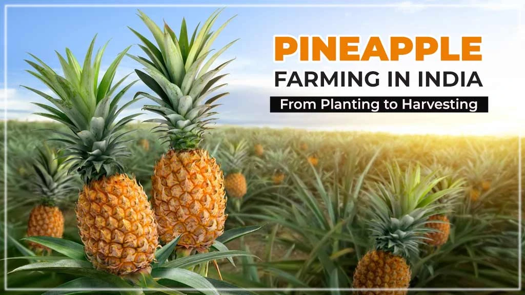 Pineapple Farming in India - From Planting to Harvesting