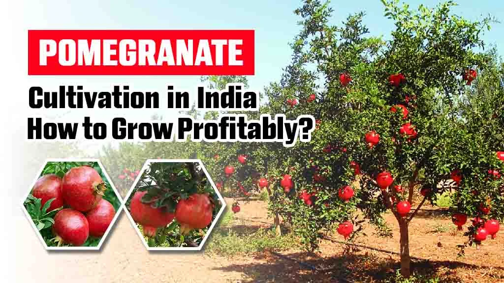 Pomegranate Cultivation in India: How to Grow Profitably?