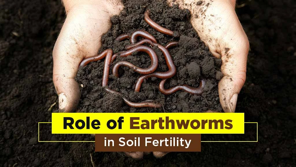Role of Earthworms in Soil Fertility: Importance and Types