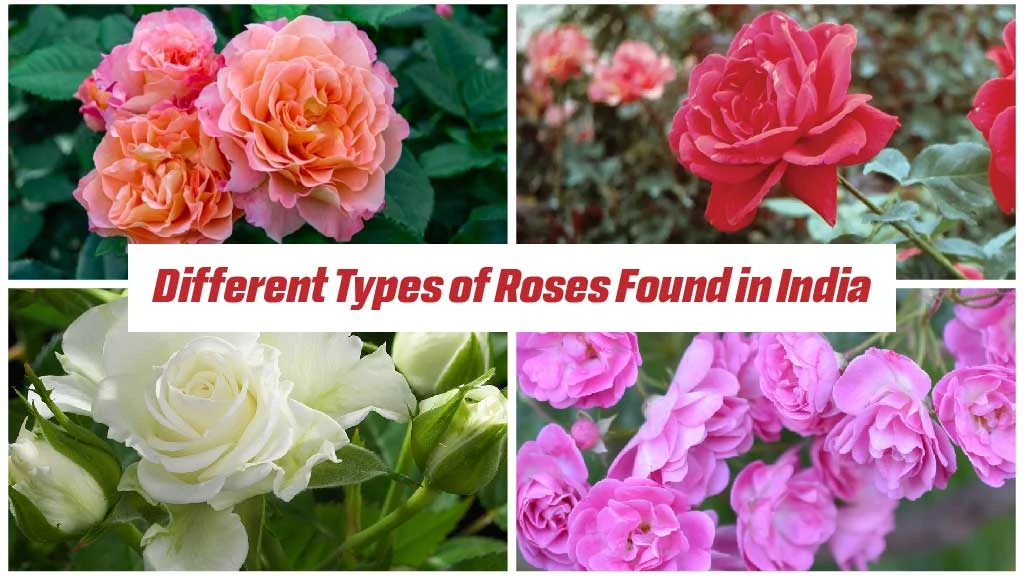 Different Types of Roses Found in India