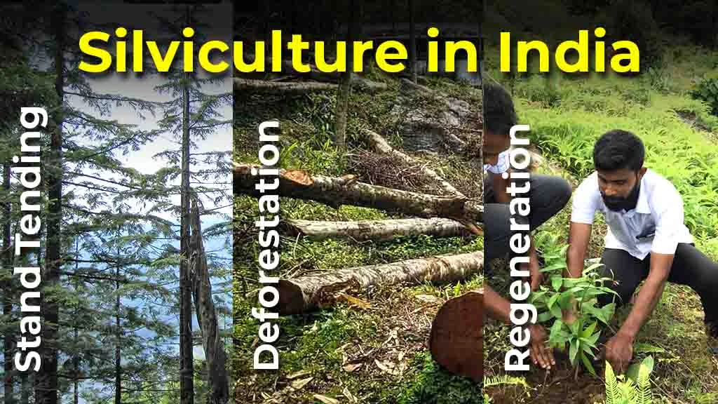 Silviculture in India: Types, Importance and Objective