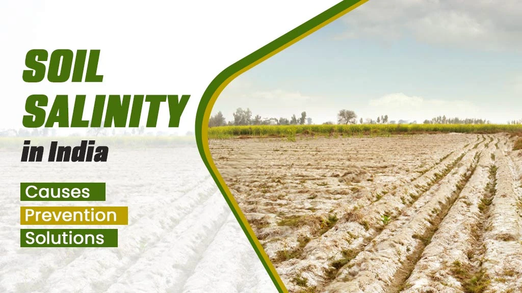 Soil Salinity in India: Causes, Prevention and Solutions