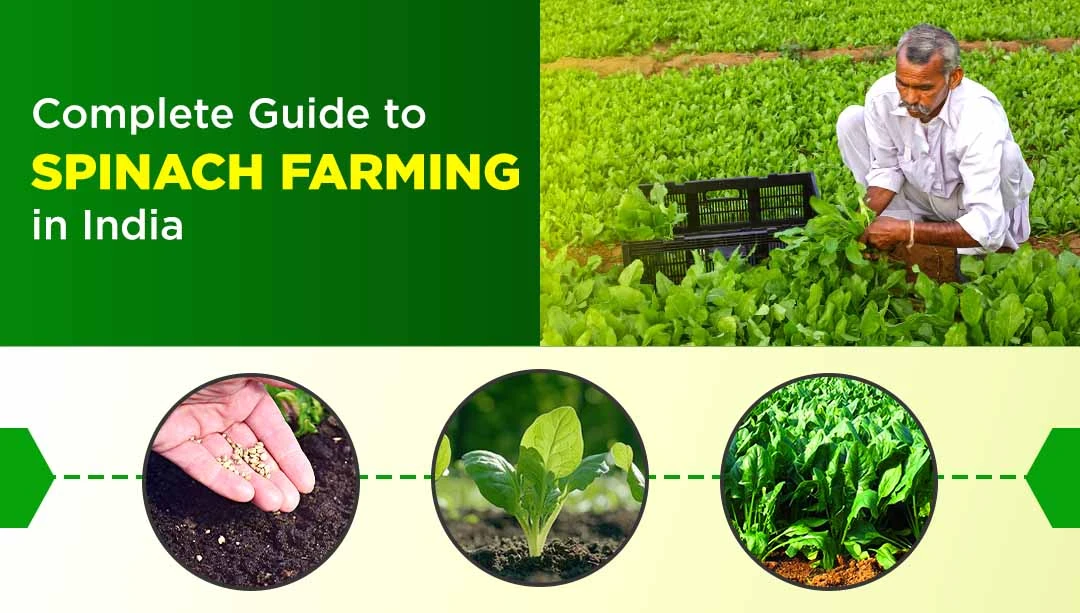 Complete Guide to Spinach Farming in India: Varieties, Importance & Best Practices