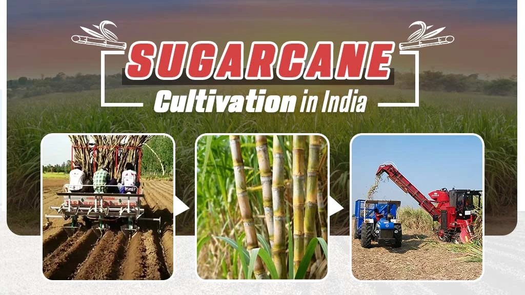 Sugarcane Cultivation in India: From Field to Feast