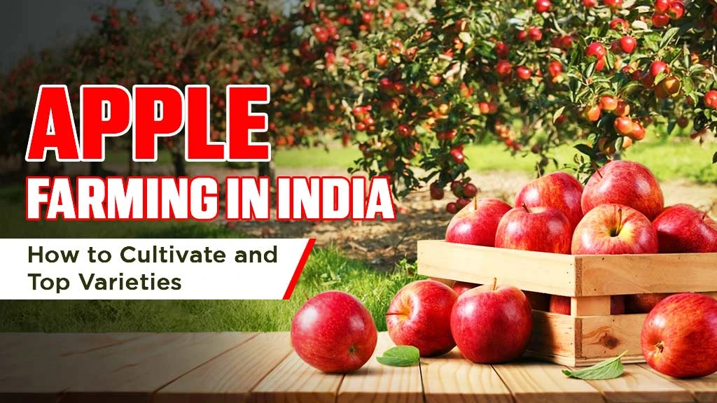 Apple Farming in India: How to Cultivate and Top Varieties