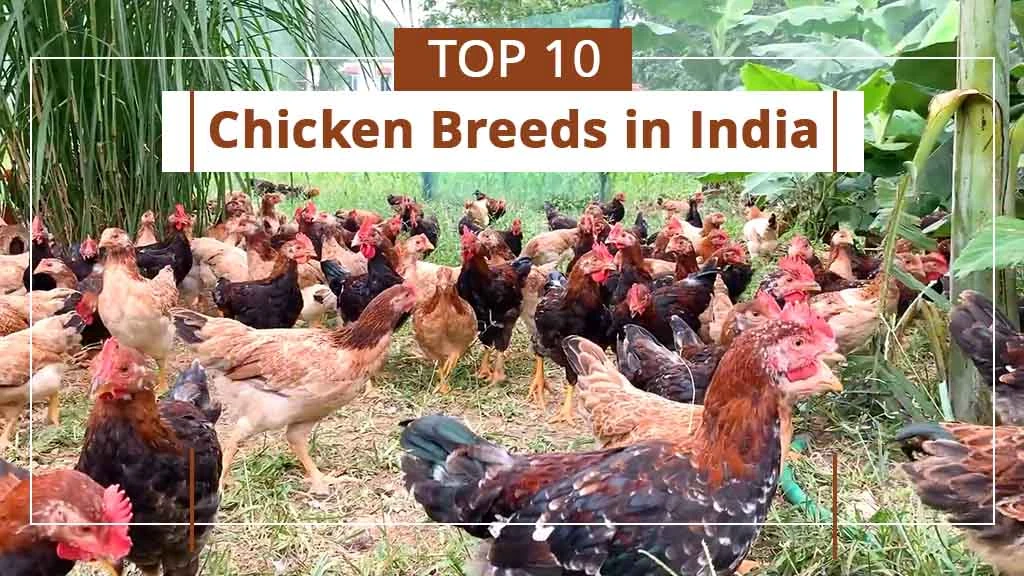 Top 10 Chicken Breeds in India