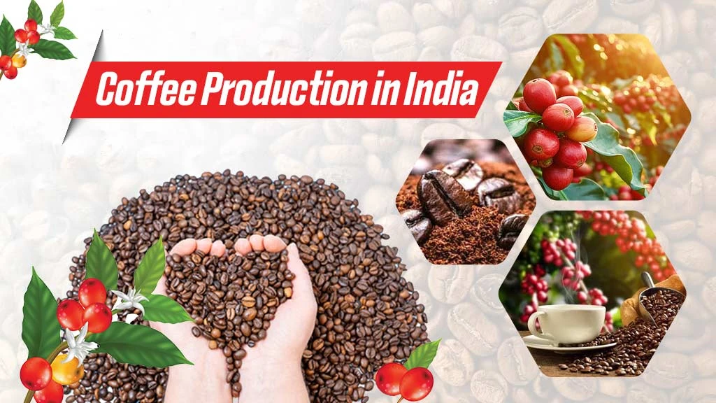 Coffee Production in India – Growing Conditions, Types and Top Coffee Producing States