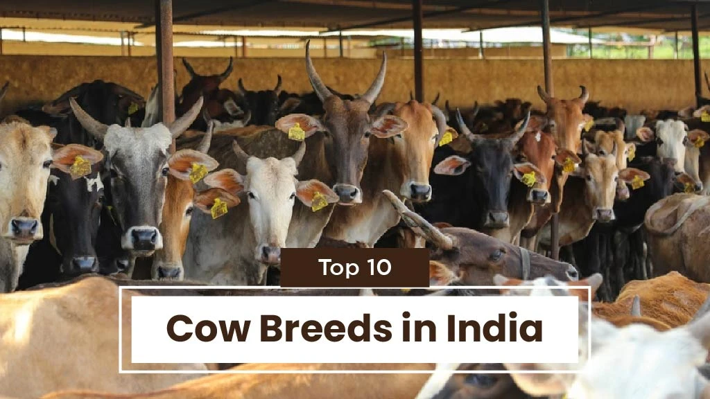 Top 10 Cow Breeds in India: Their Origin and Characteristics