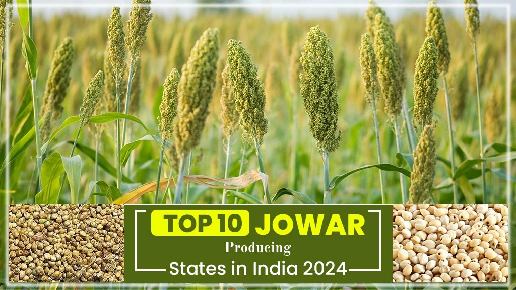 Jowar Producing States in India 2025