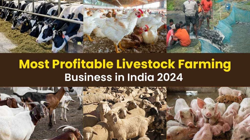 Get to know about the livestock farming business in India.