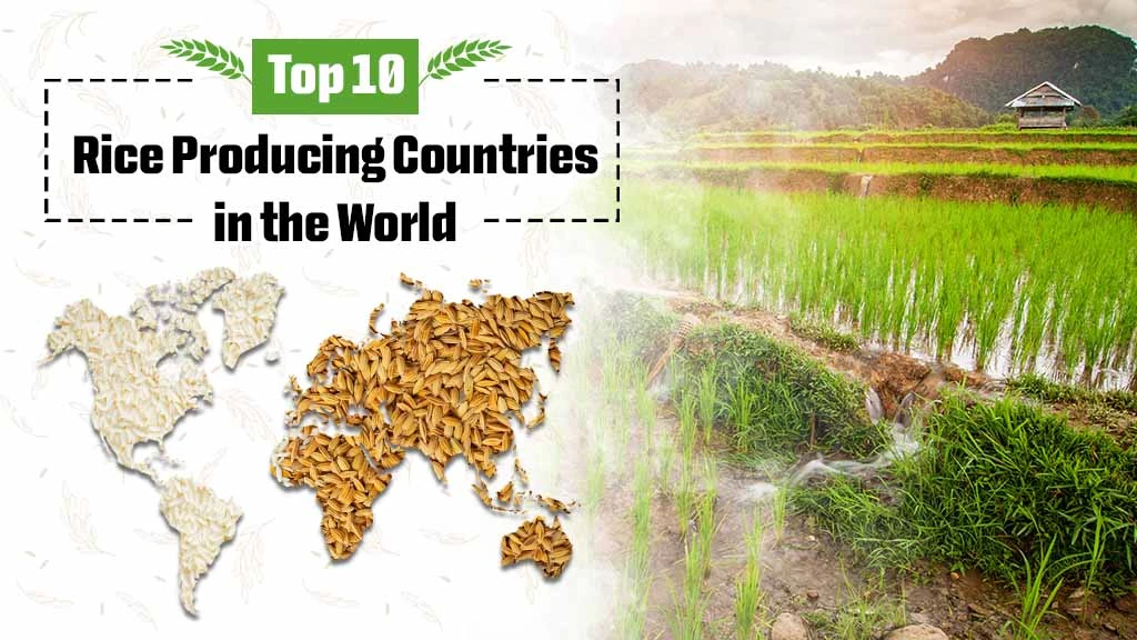 Top 10 Rice Producing Countries in the World