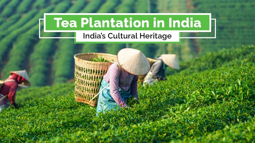 Tea Plantation in India: India’s Cultural Heritage